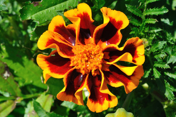 Blüte mit Feuchtigkeit