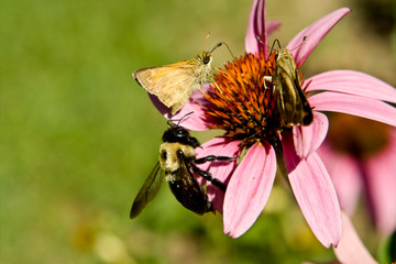 Crossline Skipper Butterfly Bumblebee Flower 'Magnus' Echinacea
