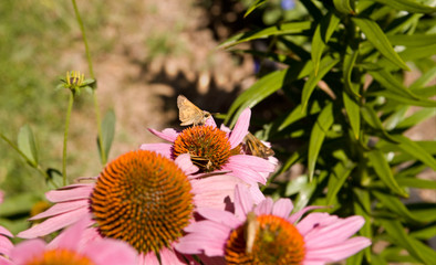Crossline Skipper Butterfly Polites Origenes Pink Echinacea