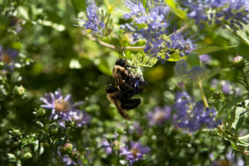 Bumble Bees Mating on Purple Astor Flowers