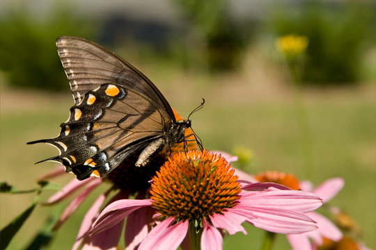 Female Eastern Tiger Swallowtail Pollenating Pink Echinacea