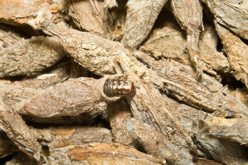 Full Frame Pile of Chinese Caterpillars Cocoons, Shanghai China