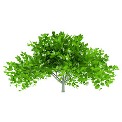 Fototapeta premium Tree isolated on a white background
