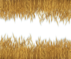 Wheat isolated on white