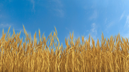 Wheat field and blue sky © Eric Milos