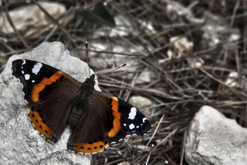 Vanessa Atalanta