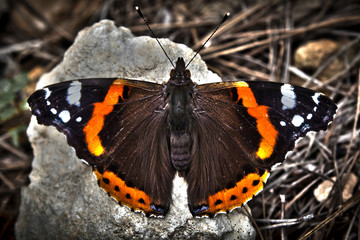 Vanessa Atalanta