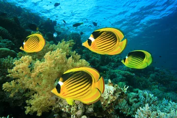 Crédence de cuisine Sous-marin School of Fish: Butterflyfish on a coral reef  © Richard Carey