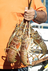 A bunch of lobster caught earlier in the day.