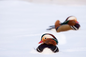 Mandarin ducks in the snow