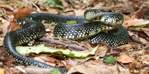 Black Kingsnake (Lampropeltis getula)