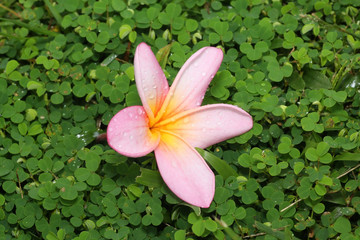 flower on grass