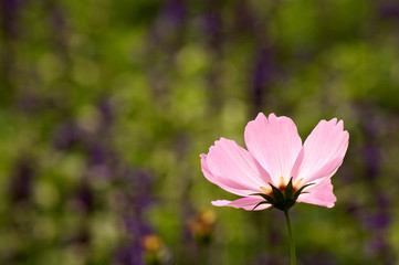 Fototapeta premium Closed up Chrysanthemum