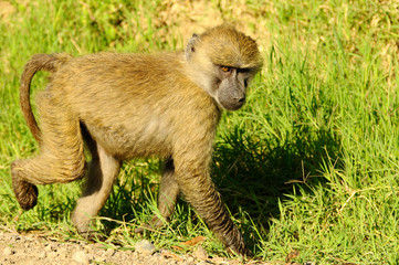 Baby savanna baboon