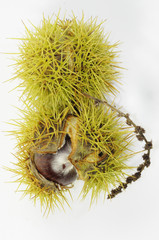 Eßkastanien in Schale (Castanea sativa)