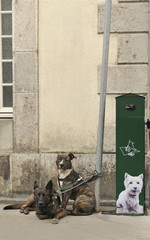 Les chiens abandonn&eacute;s