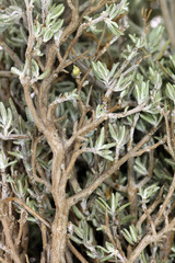 Thym herbe de Provence