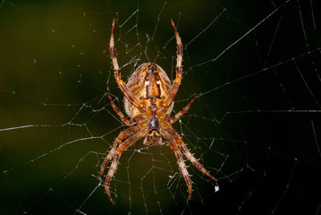 Kreuzspinne, Garten-Kreuzspinne (Araneus diadematus)