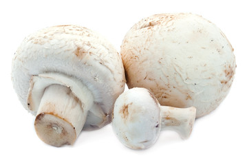Mushrooms on white