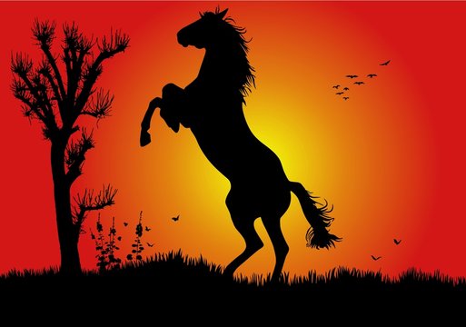 caballo salto