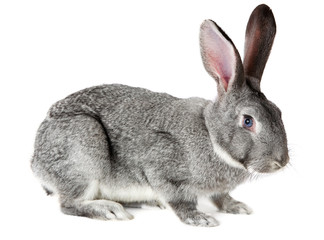 Adorable rabbit