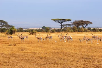 Papier Peint photo Lavable Afrique du Sud Grant’s gazelles