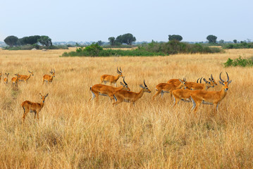 Uganda race kob herd