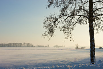 Frozen farmland