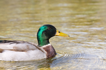 Mallard duck