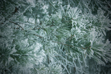 Winter background
