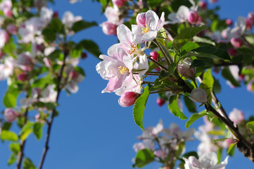 Obraz premium Frühling 140.1