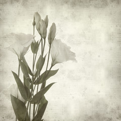 textured old paper background with white and pink lisianthus flo