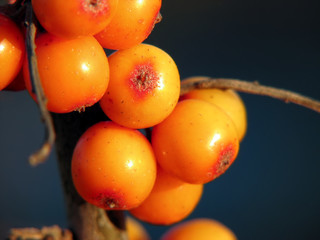 Sea-buckthorn berries closeup