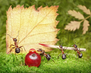 blank, team of ants writting post card