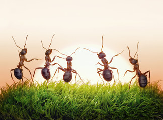 team of ants on sunrise, joy of life, concept