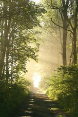 Fototapeta premium Dirt road in deciduous forest on a misty spring morning