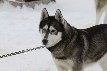 Obraz premium Chien de traineau