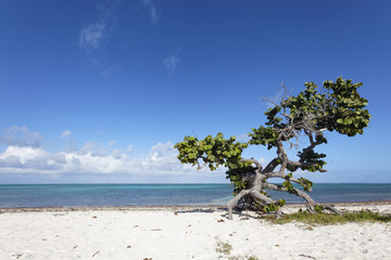 Palétuvier en bordure de plage déserte