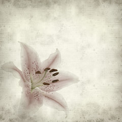 textured old paper background with pale pink and white lily flow