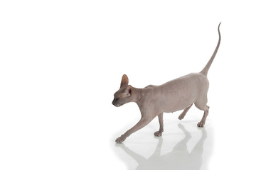 Egyptian Donskoy bald cat isolated on white background