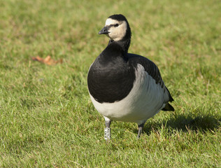 Barnacle goose
