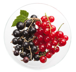 Blackcurrant and redcurrant in glass bowl