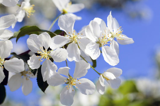 Apple tree flowers on the blue sky background