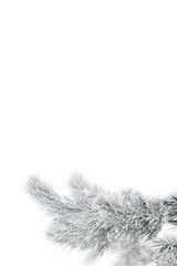 Pine in snow (white)