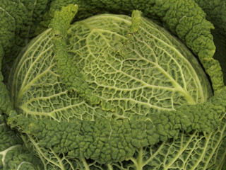Savoy Cabbage