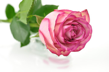pink rose