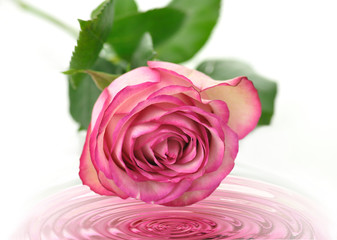 pink rose