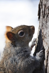 ecureuil gris sur un arbre