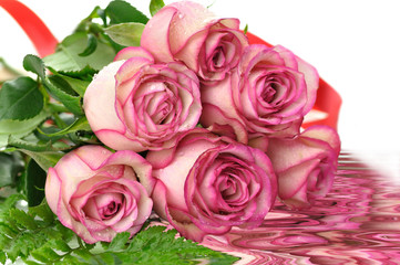 pink roses