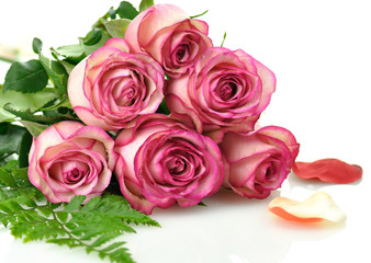 fresh pink roses